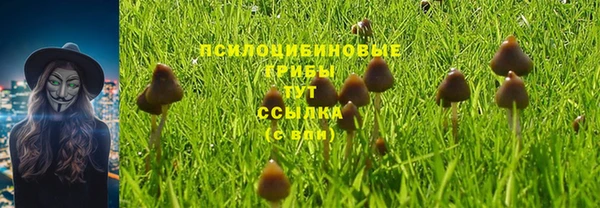 ПСИЛОЦИБИНОВЫЕ ГРИБЫ Ельня